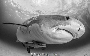 The Grey Lady
Tiger shark at Tiger Beach, Bahamas by Tanya Houppermans 